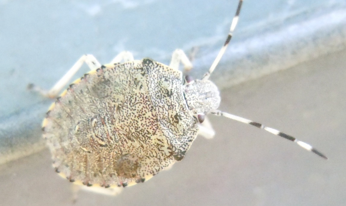 Ninfa di Pentatomidae